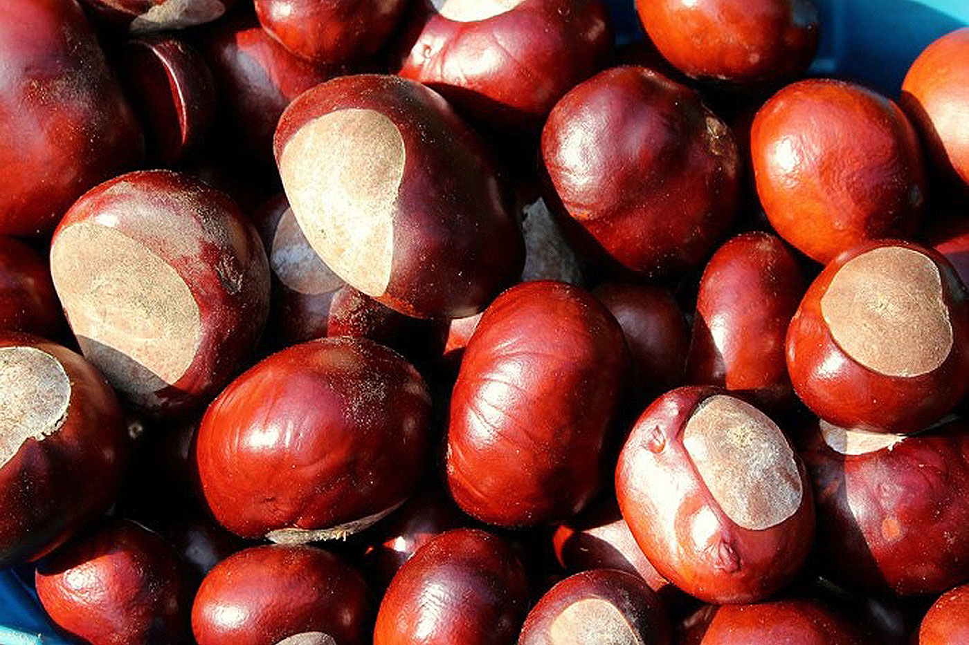 reddish-brown nuts